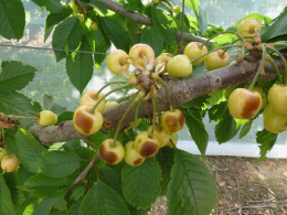 Cerise - Protection monorang du cerisier : frottements sur fruits d'une variété bicolore dus aux filets